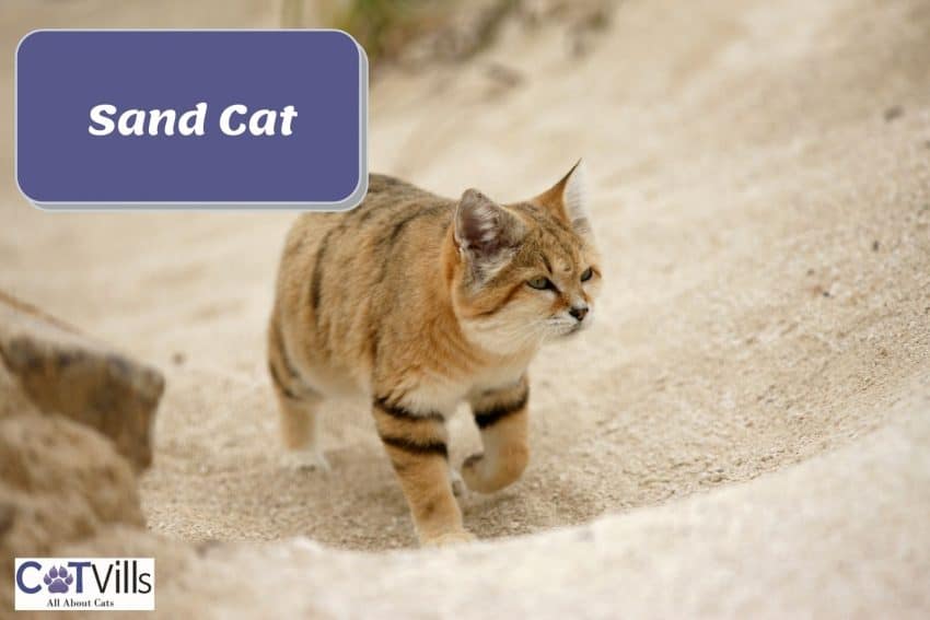 a small sand cat gracefully walking in the desert