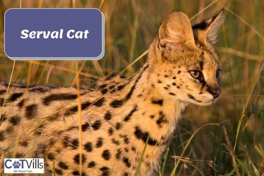 side view of a serval cat