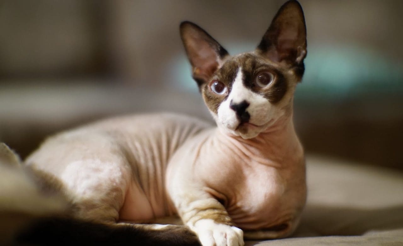 4 Cat Breeds That Start With B (Origin & Characteristics)