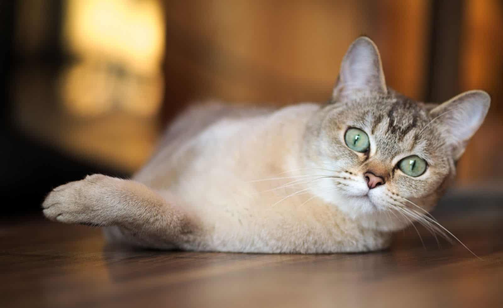 Portrait of lying Burmilla cat
