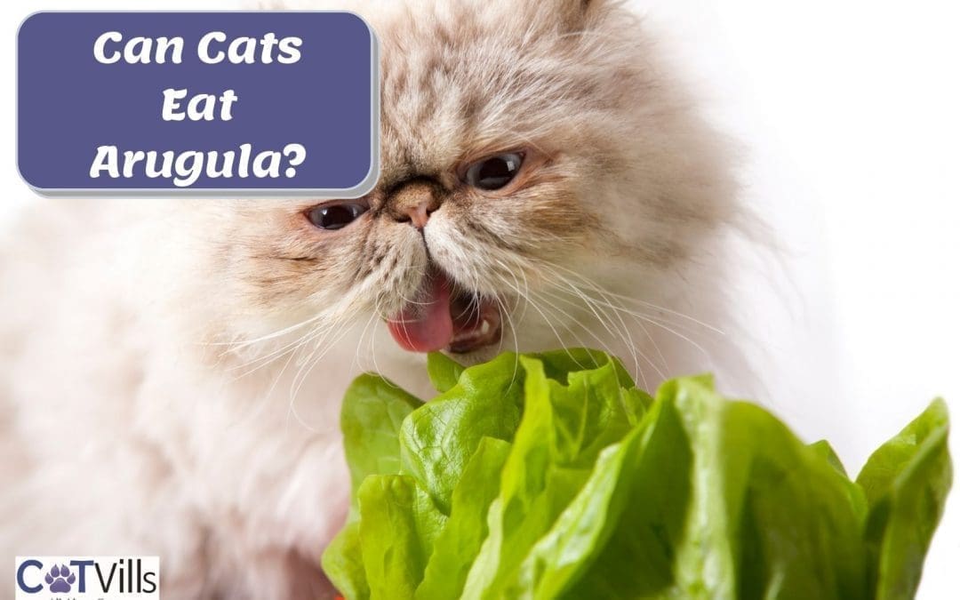 Is Arugula Safe for Cats? Is it a Healthy Treat?