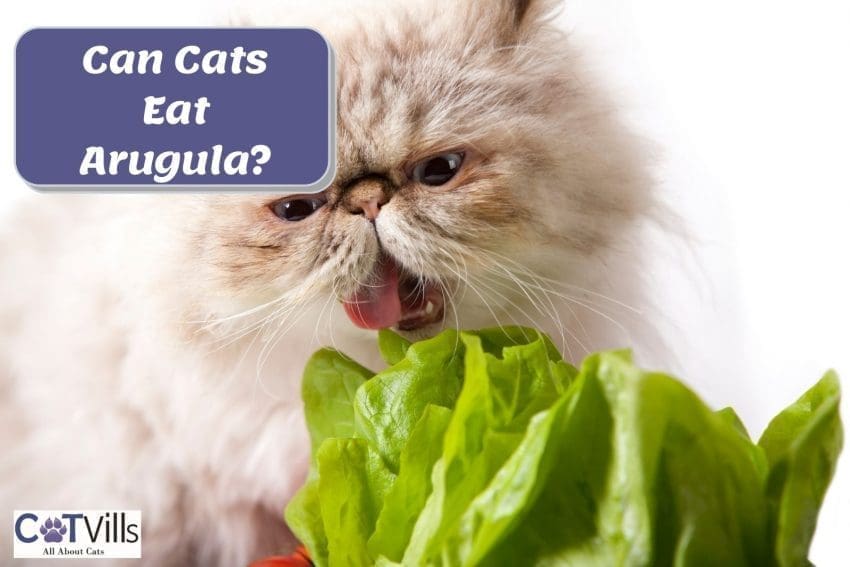 persian cat chomping lettuce with text can cats eat arugula
