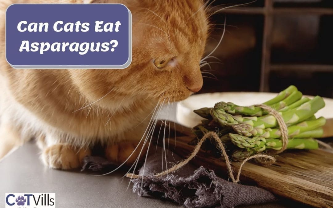 Can Cats Eat Asparagus? (is it Harmful To Them?)