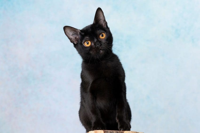 Bombay cat, one of the cat breeds that start with b