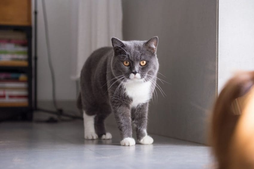 gray and white British shorthair cat