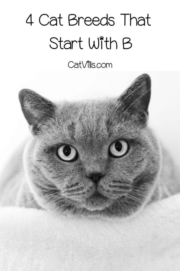 a large british shorthair cat, a cat breed that start with b