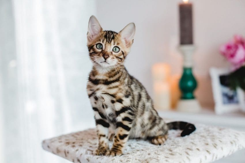 Bengal kitten standing on a table