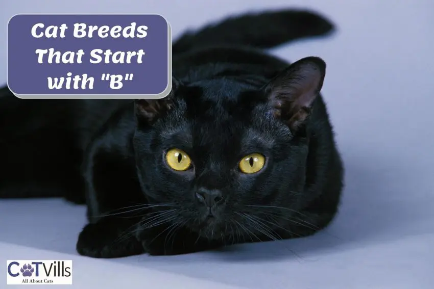 bombay cat with text "cat breeds that start with b"