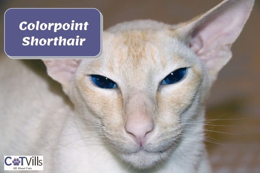 colorpoint shorthair with bright blue eyes