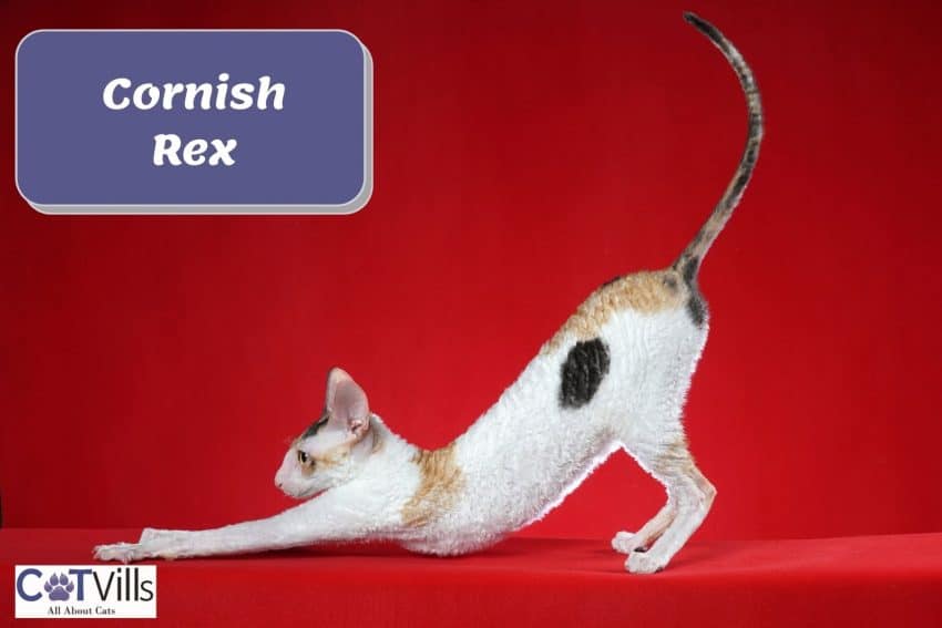 a stretching Cornish rex