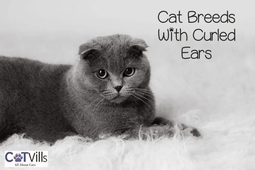 cat breeds with curled ears