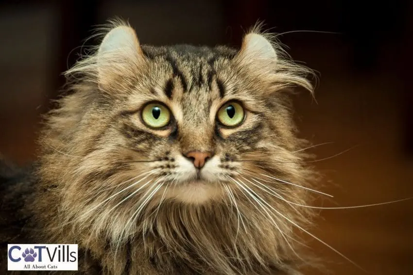 american curl cat