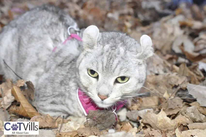 Cats With Curly Ears: A Rare and Captivating Feline Trait