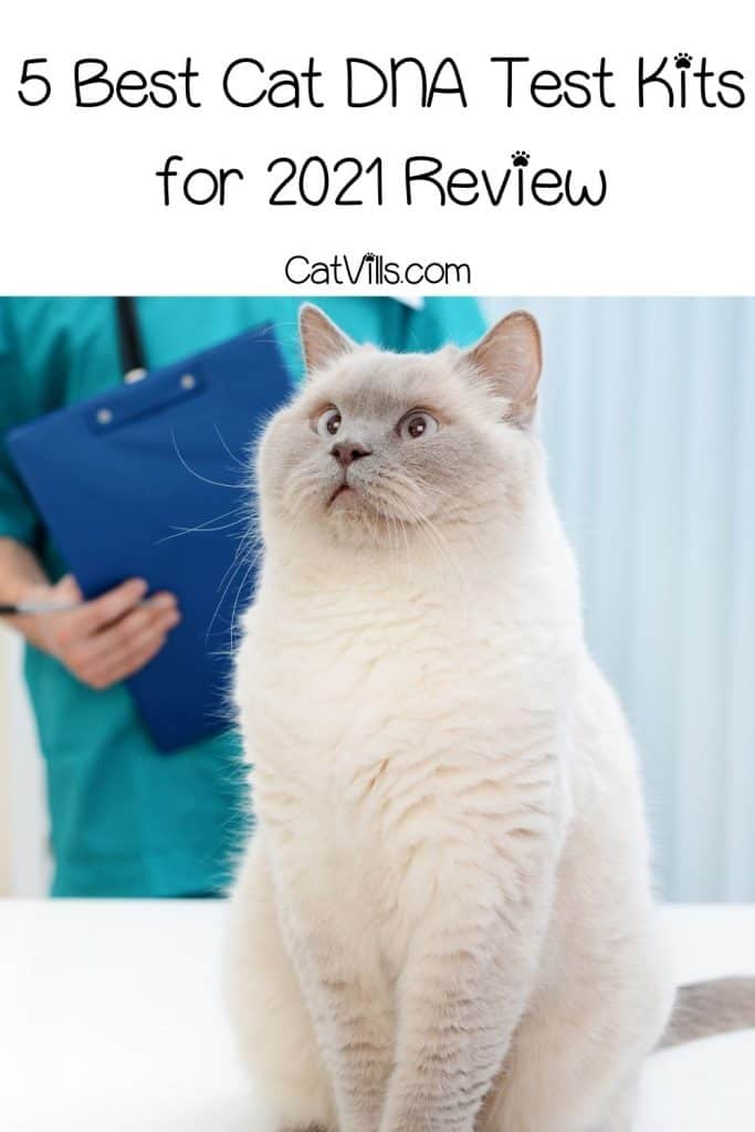 large white cat getting a check-up from a vet