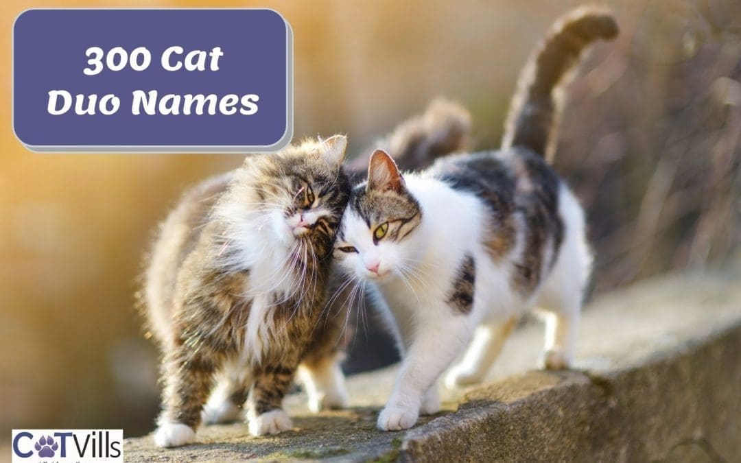 300 Original Cat Duo Names for Males & Females