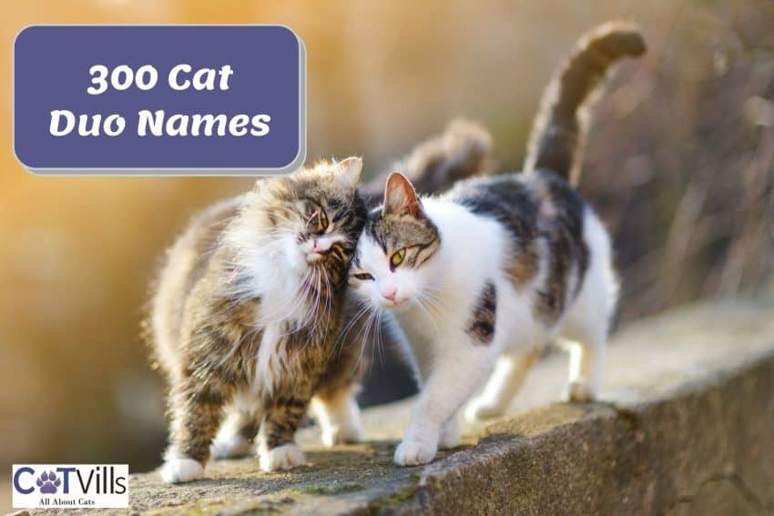 cat duo names fg