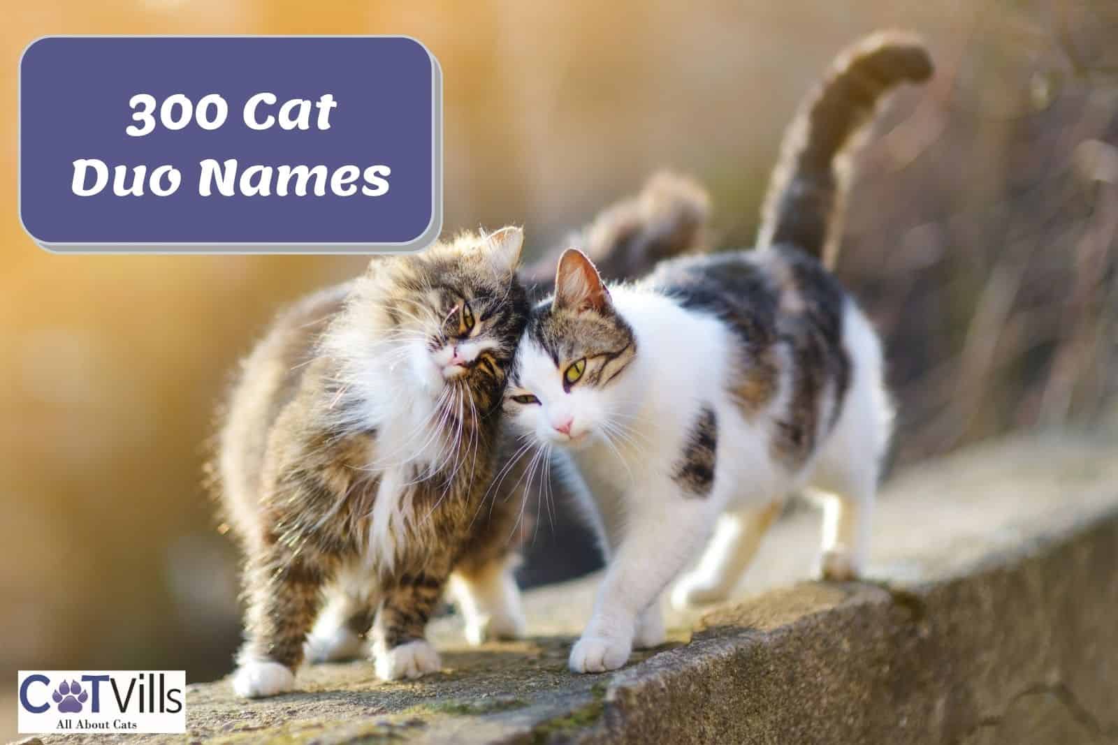 300-original-cat-duo-names-for-your-cat-pair