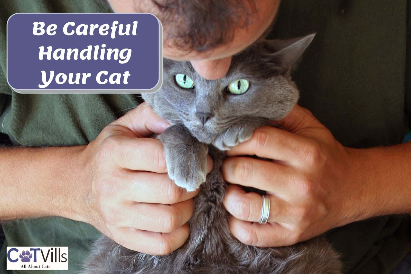 How to Stop a Cat from Biting with 10 Effective Strategies