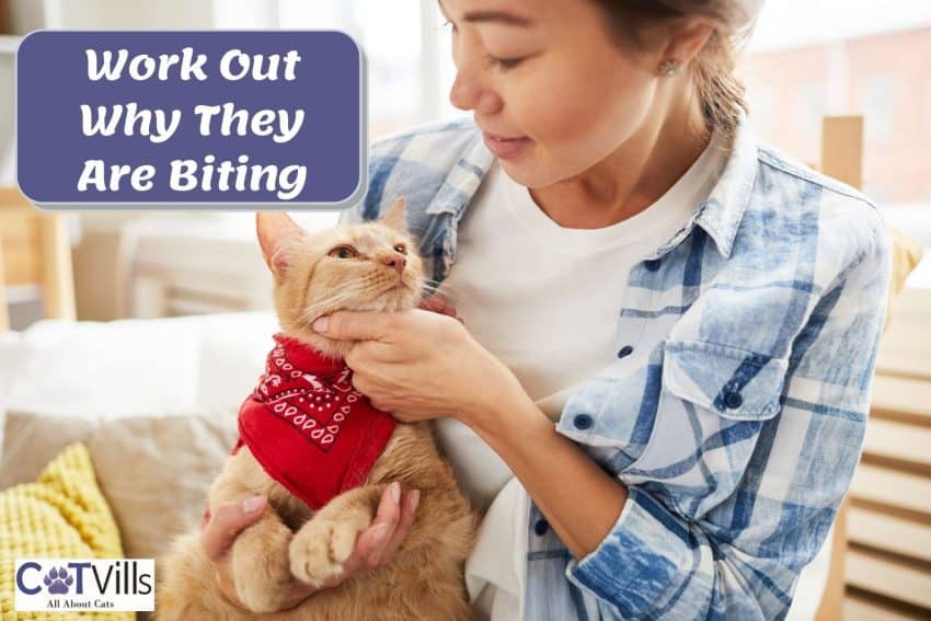 lady carrying an orange cat with red handkerchief on his neck