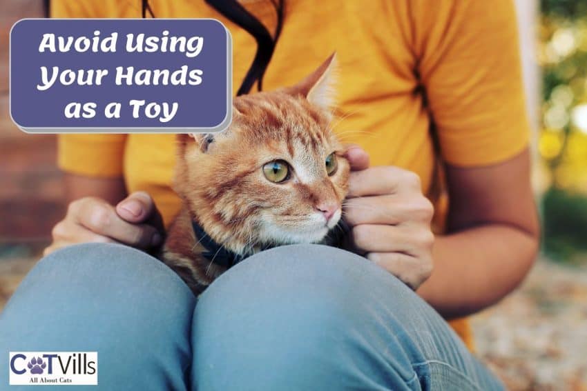 orange cat looking around while sitting on his owner's lap