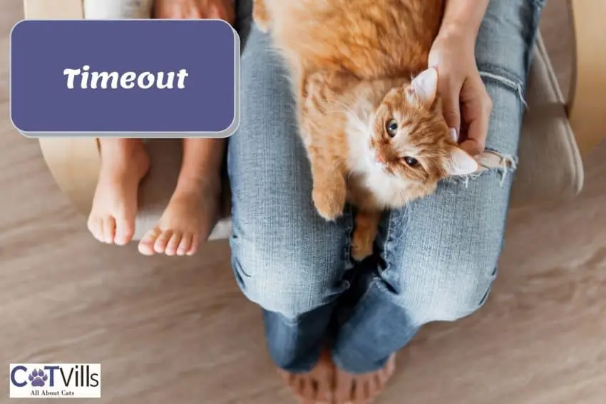 an orange tabby cat sitting on a lady's lap with denim jeans