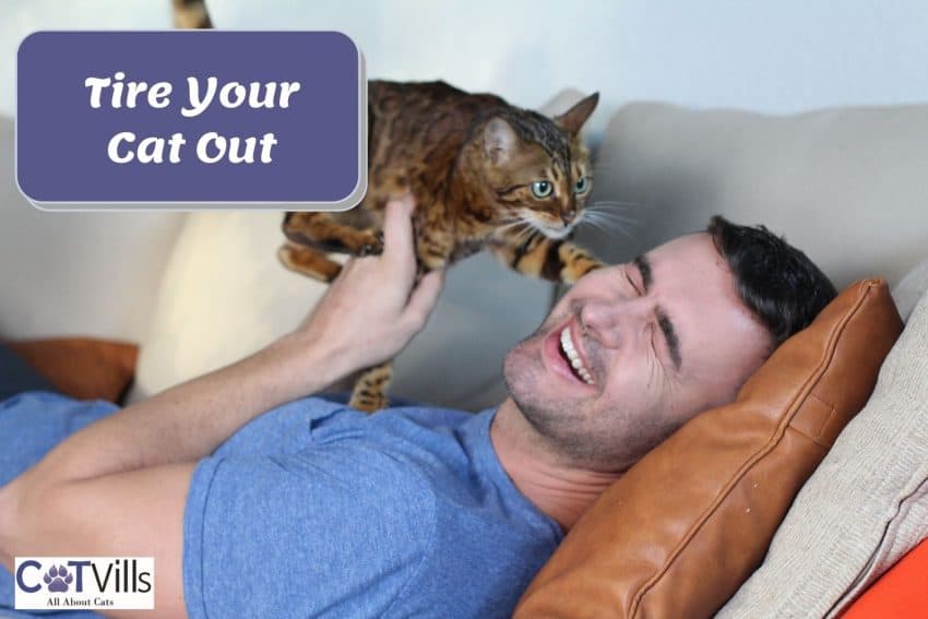 a little leopard-look alike cat running over a man's head