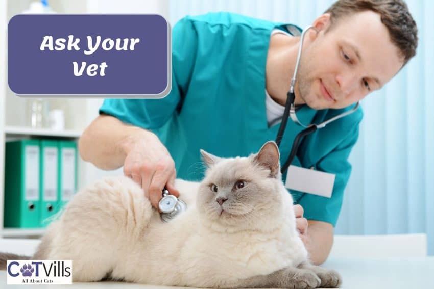vet checking cat's health