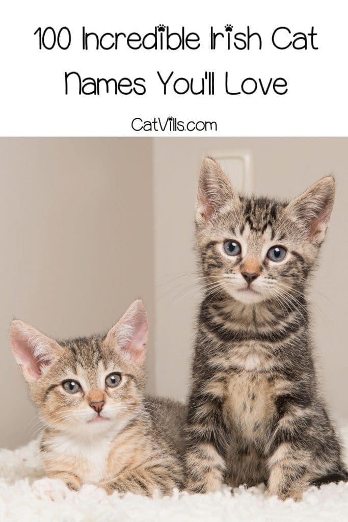 two kittens with Irish cat names