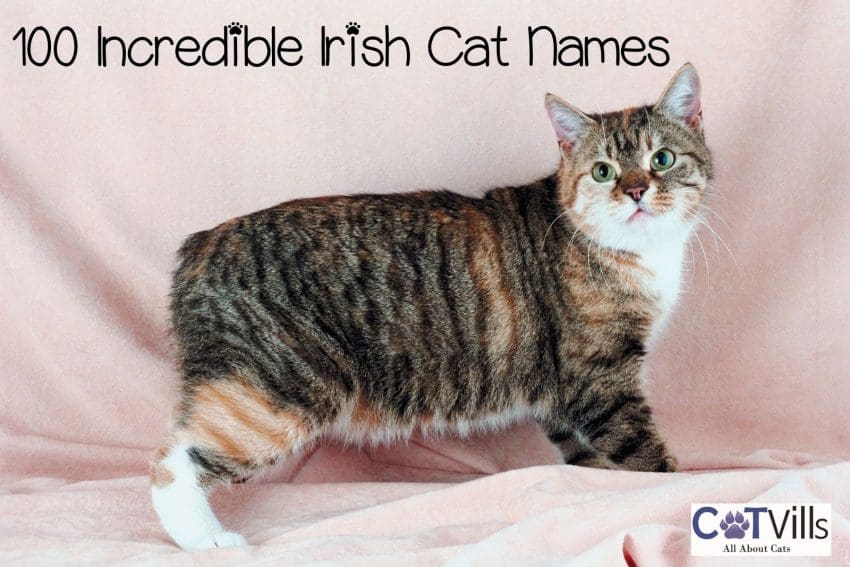 100 Irish cat names options for this cute Manx cat