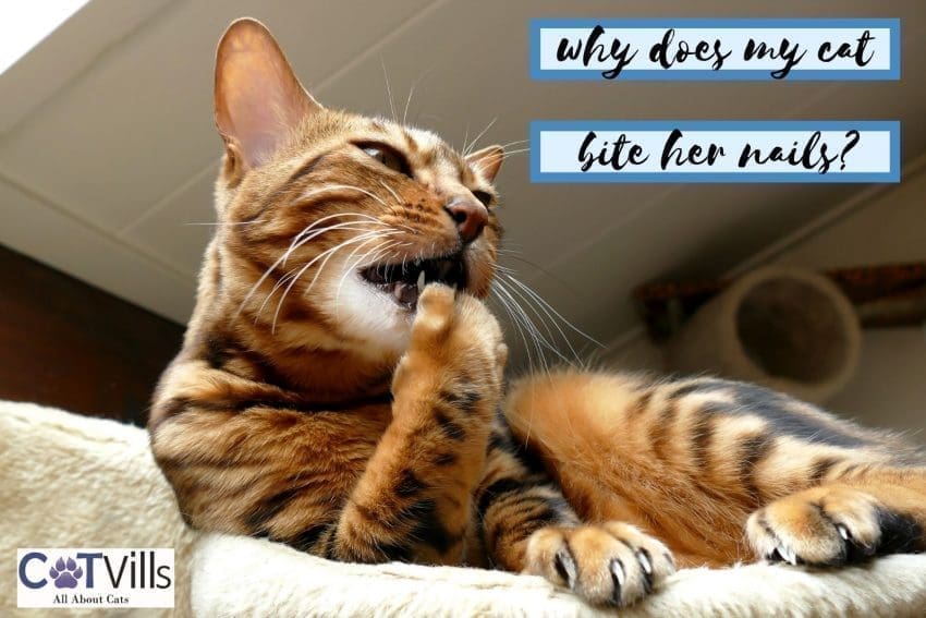 Why Do Cats Bite Their Nails? 4 Most Common Reasons