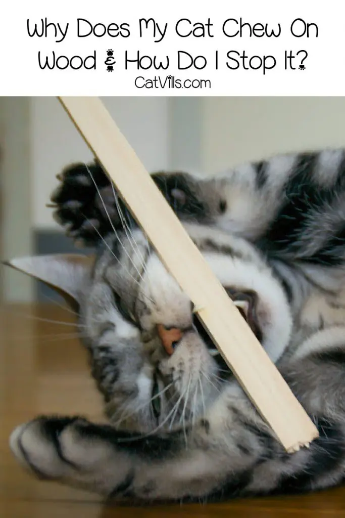 cat chewing on wood