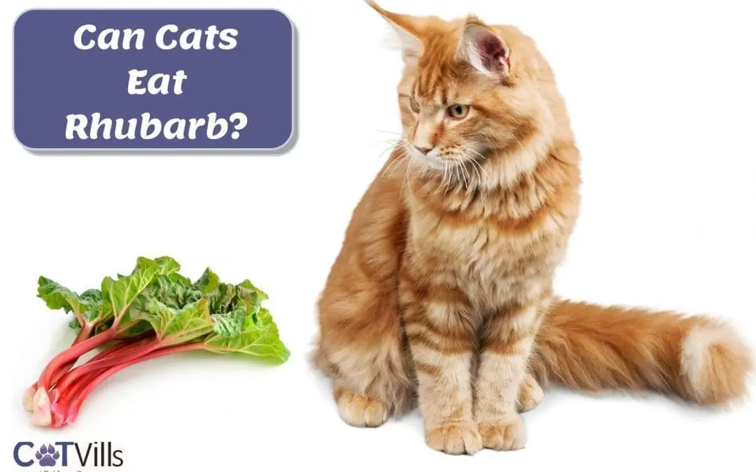 Can Cats Eat Rhubarb?
