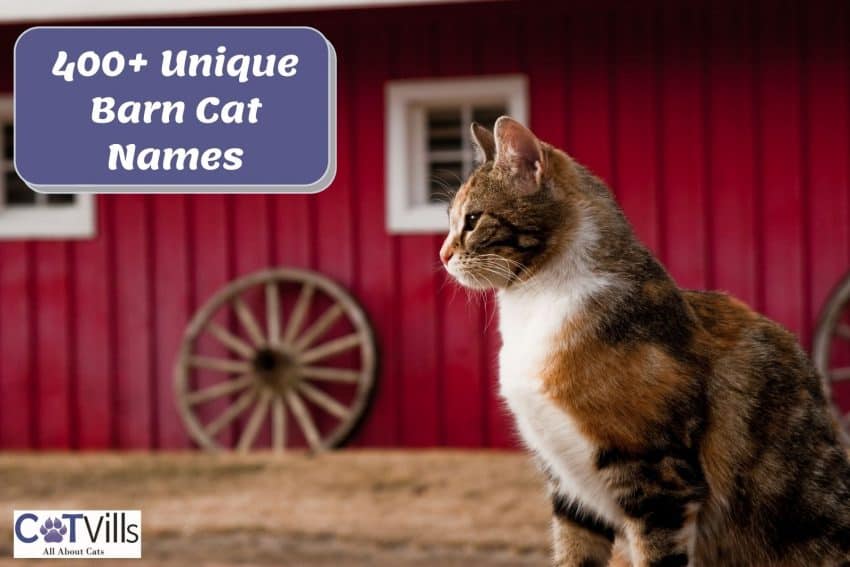 a cute sideview of a cat with a barn background