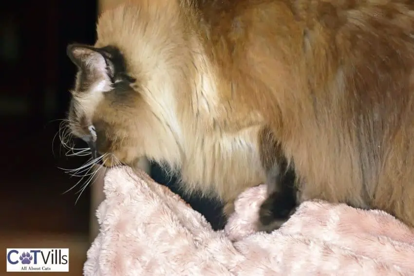 a cat kneading a pink blanket