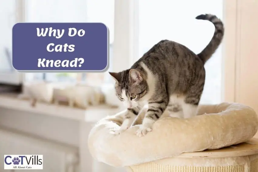 Why Do Cats Knead? Exploring the Most Common Reasons