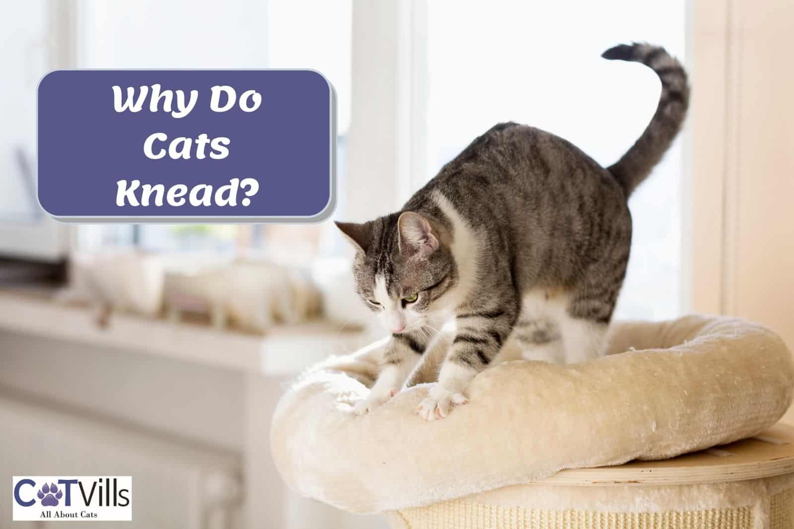 Why Do Cats Knead Exploring The Most Common Reasons   Why Do Cats Knead 