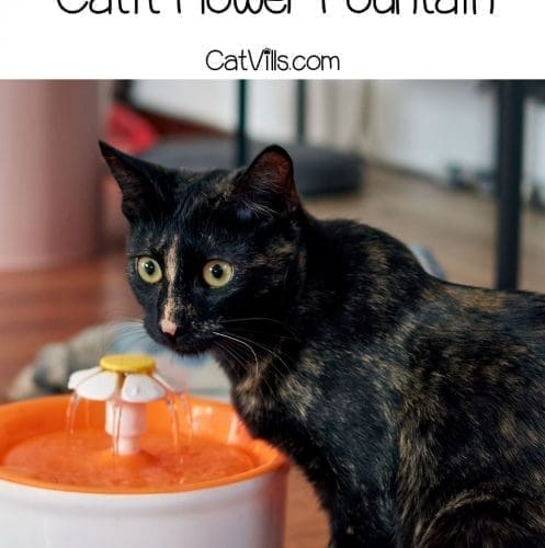 calico cat drinking from a catit flower fountain