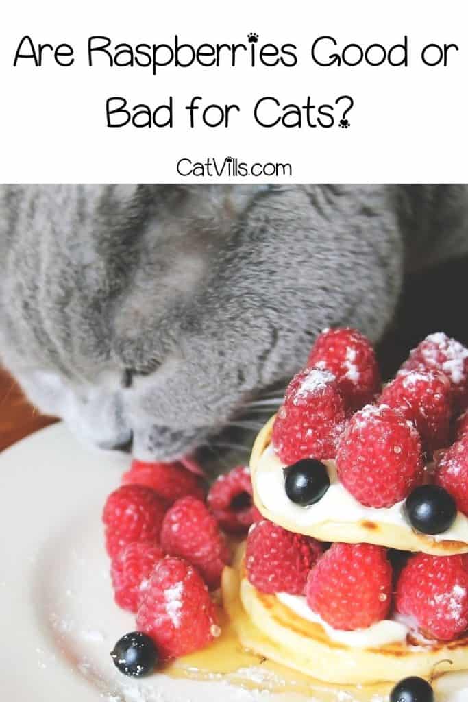 grey cat licking raspberry cake