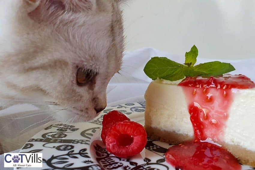 kitten smelling a sweet raspberry cake