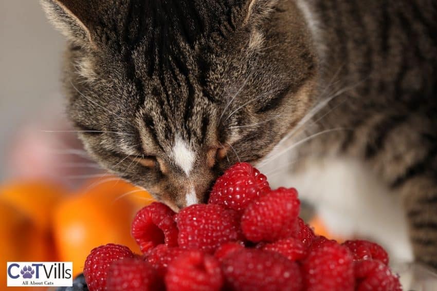 tiger cat eating some fresh raspberries but are raspberries good for cats?