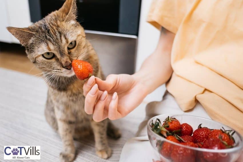 lady offering strawberry to his cat