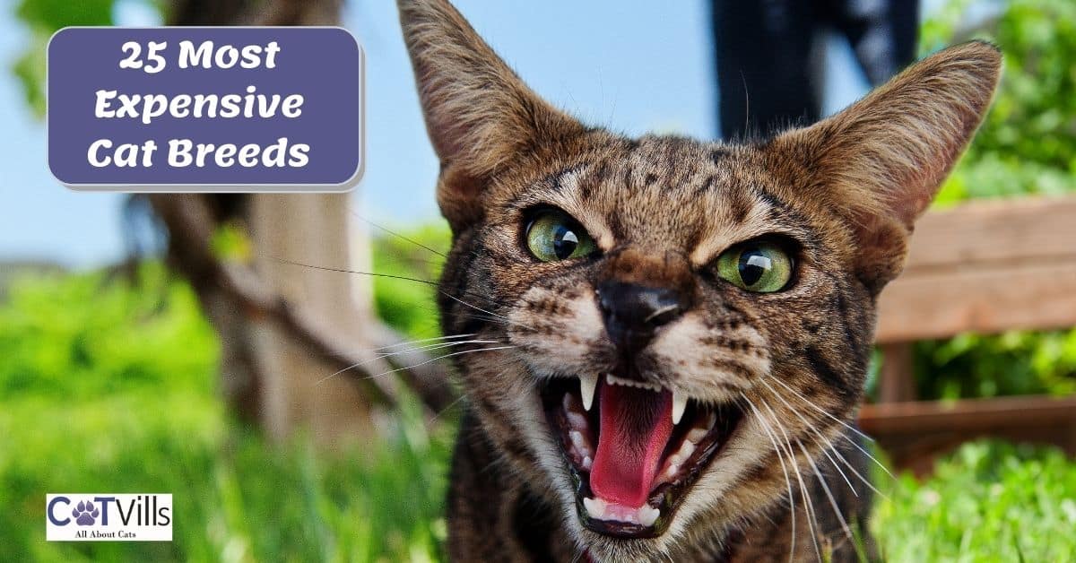 25 Most Expensive Cat Breeds in the World A Complete Guide