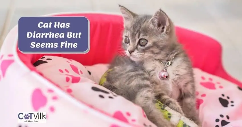 a cute kitten in a pink cat bed