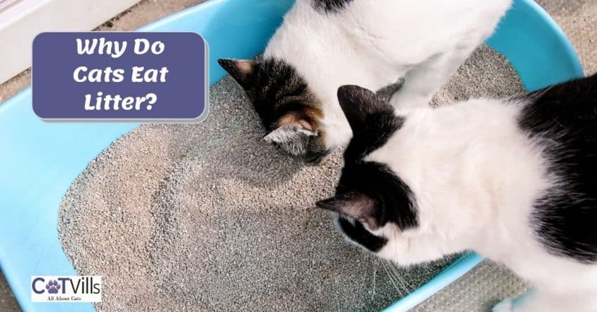 two cats smelling the litter sand