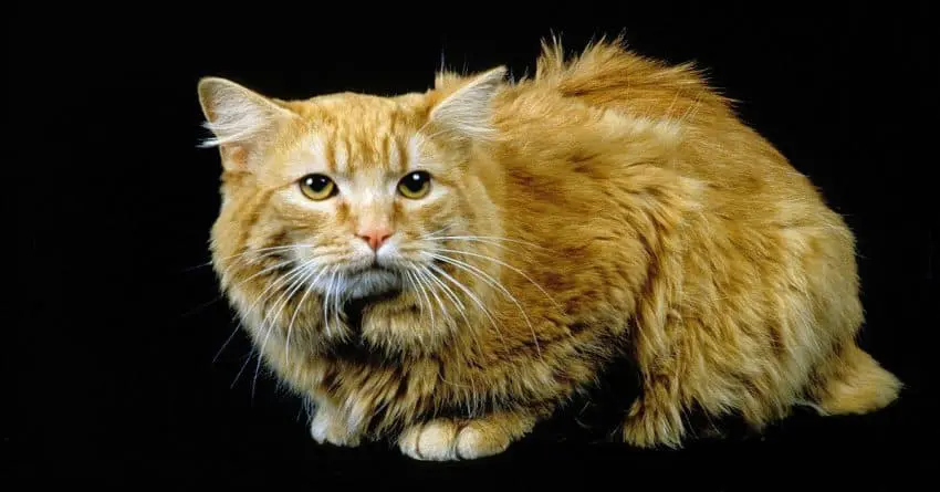 Meanest house sale cat breeds