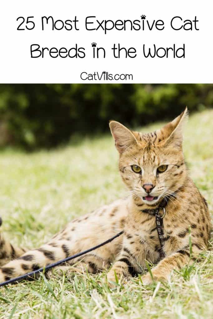 Savannah cat on a leash, one of the most Expensive Cat Breeds in the World