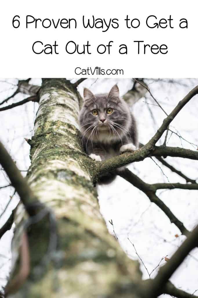 grey cat trying to climb down a tall tree but cat stuck in a tall tree but How to get a cat out of a tree?