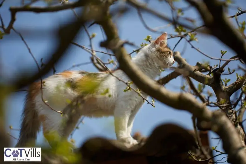 cat stuck in a tall tree