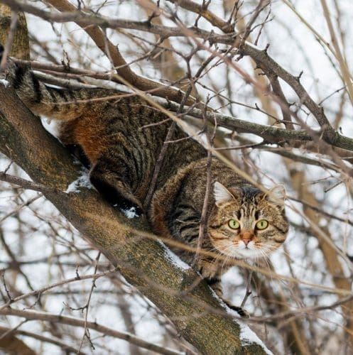 get cat down from tree