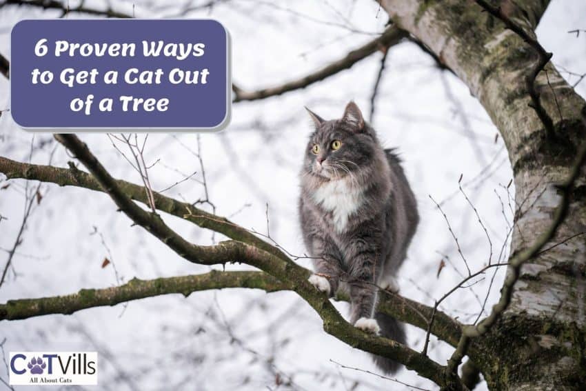 cat stuck in a tall tree but How to get a cat out of a tree?